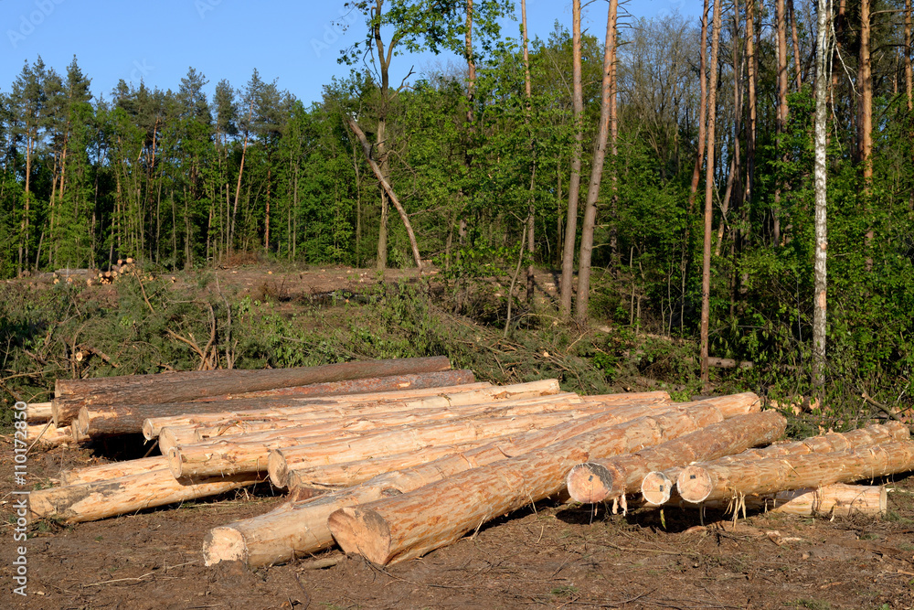 Pile of pine logs, industrial tree felling