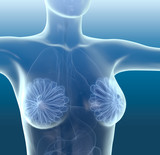 Healthy breast anatomy, artwork