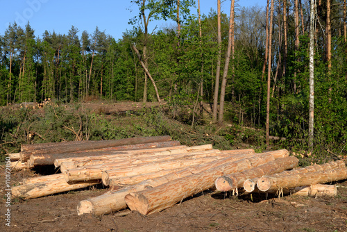 Obraz na płótnie Pile of pine logs, industrial tree felling w salonie