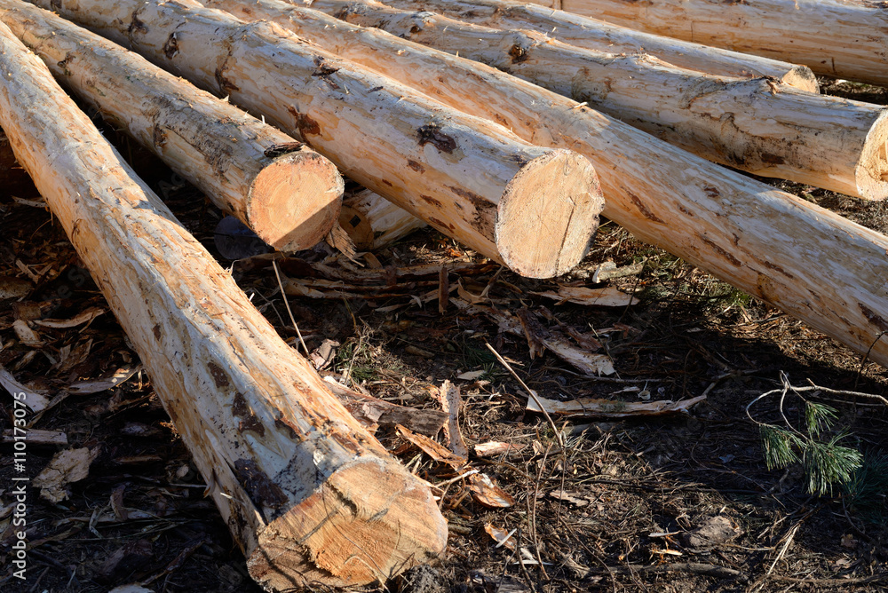 Pile of pine logs, industrial tree felling