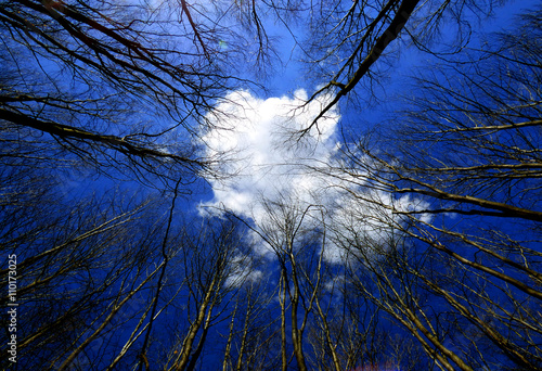 White cloudlet, blue sky, and trees photo