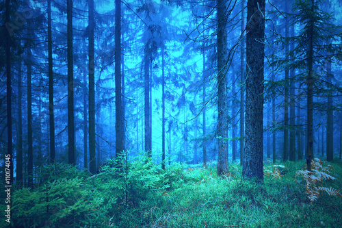 Dreamy blue green foggy forest trees background.