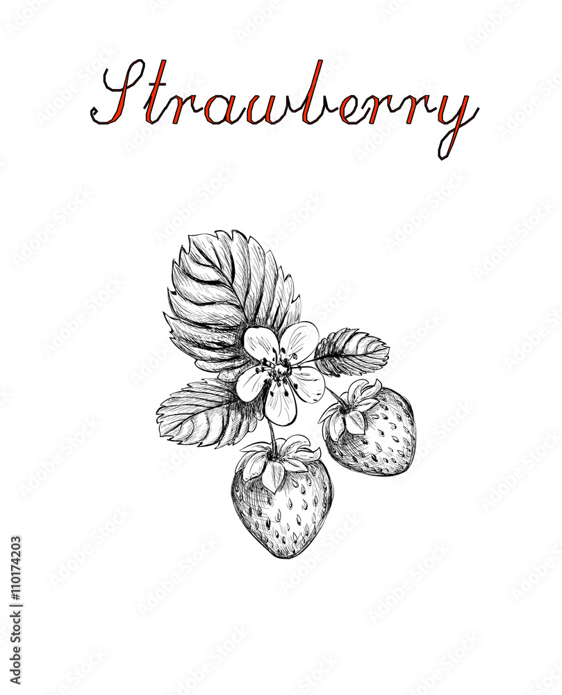 sketch strawberry vector. strawberry blossoms branch illustratio Stock