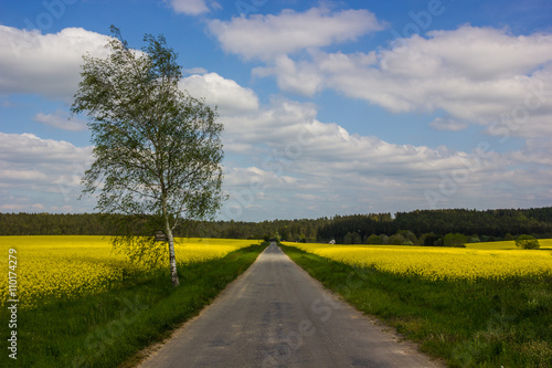 Blooming rapeseed