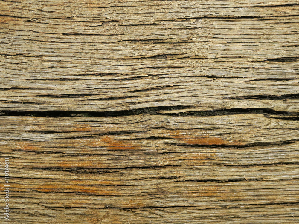 Old oak wood from Wendland, Germany, Europe Old oak wood from Wendland, Germany, Europe