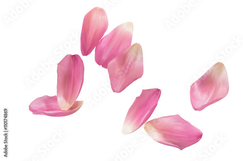 Pink tulip petals on white background with clipping path