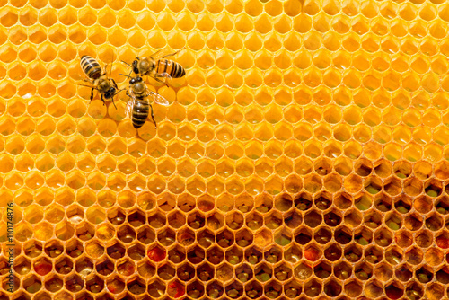 closeup of bees on honeycomb in apiary