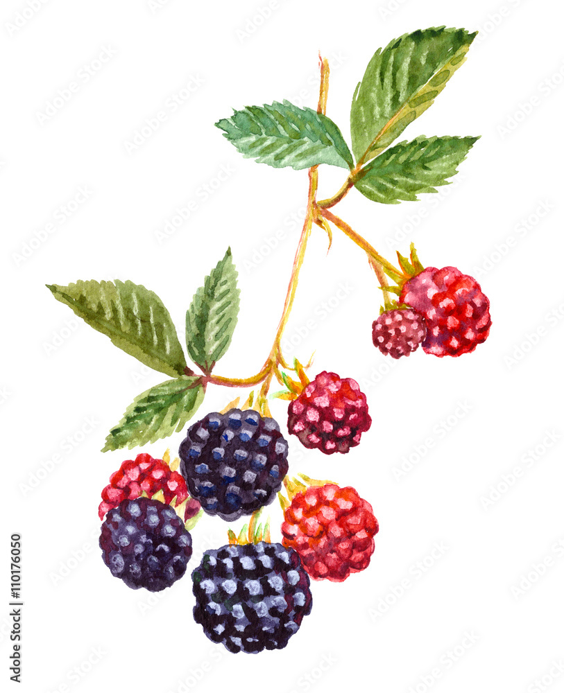 A branch of blackberry - watercolor painting. Black and red berries with leaves. Isolated on white background. A branch of blackberry - watercolor painting. Black and red berries with leaves. Isolated on white background.