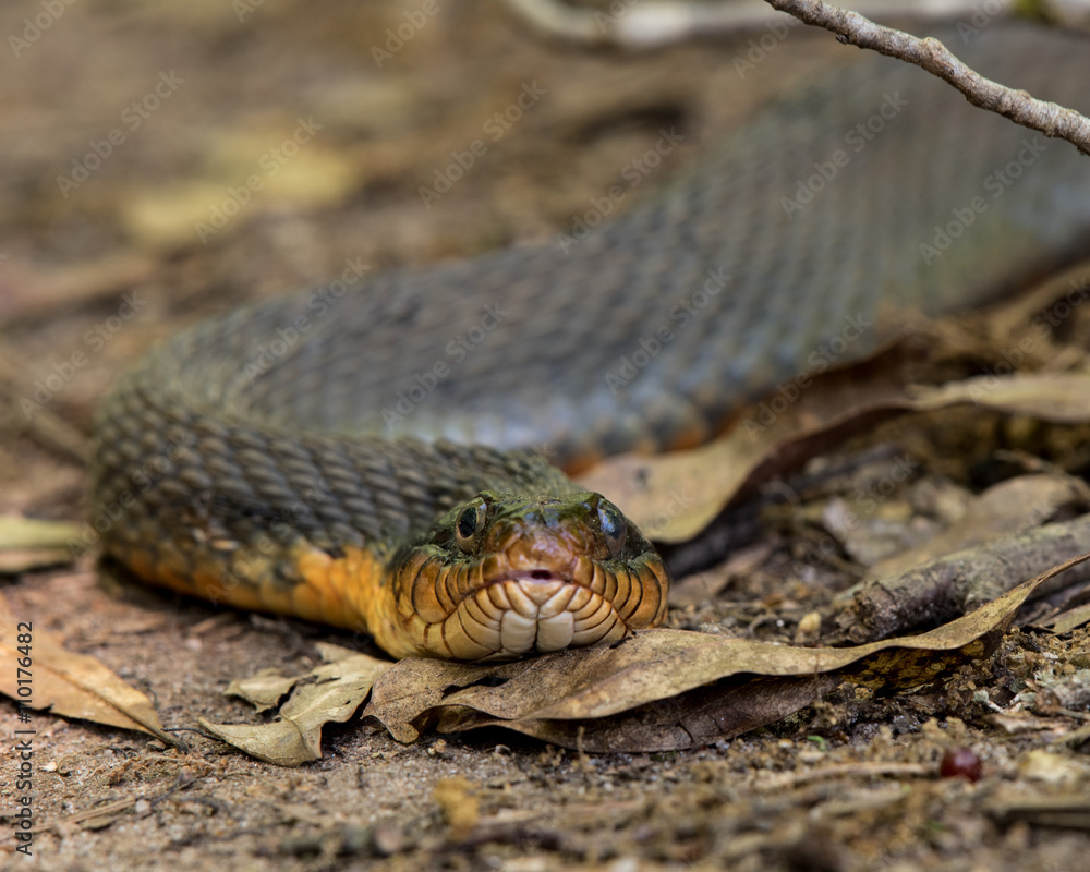 Plain-bellied Water Snake Close Up in Dried Leaves Plain-bellied Water Snake Close Up in Dried Leaves