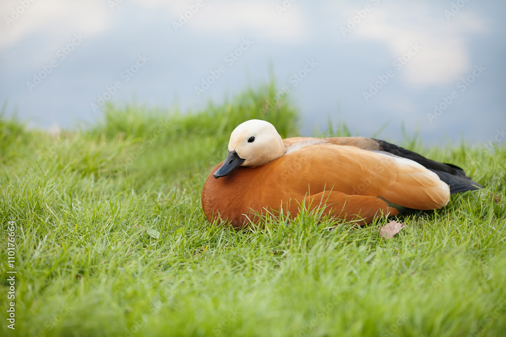 Ruddy Shelduck. Red duck, green grass and river background. soft focus
