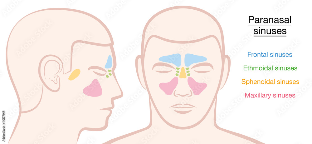 Paranasal sinuses on a male face in different colors - frontal ...