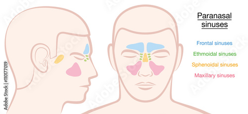 Paranasal sinuses on a male face in different colors - frontal, ethmoidal, sphenoidal and maxillary sinuses. Isolated vector illustration on white background.