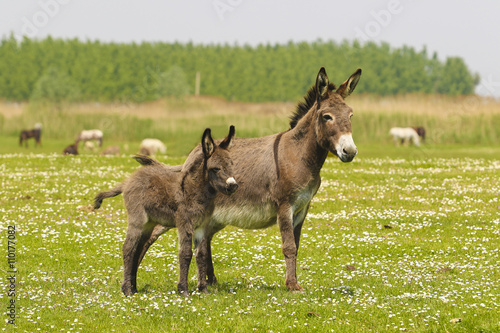 Photo Mother and baby donkeys
