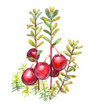 Cranberry - watercolor painting. Red berries with leaves. Isolated on white background.