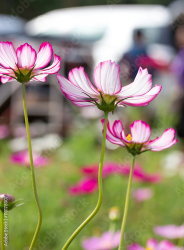 Pink cosmos flowers © aopsan