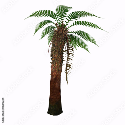 Dicksonia Tree - Dicksonia antarctica (Tasmanian Tree Fern) is a slow growing tree fern that in time will reach 15 feet tall with a possible 6-10' spread. photo