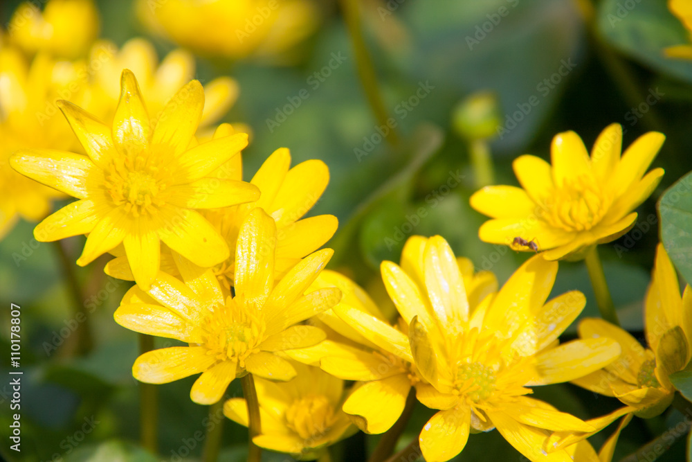 Fototapeta premium ficaria verna yellow spring flowers as a background