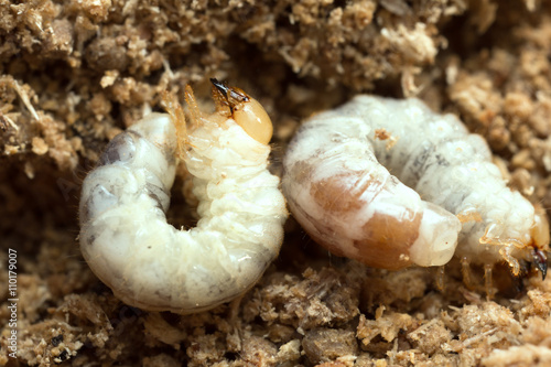 Platycerus beetle larvae in wood