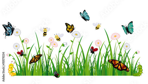 Fototapeta colorful summer meadow full of insects - bunte Sommerwiese voller Insekten