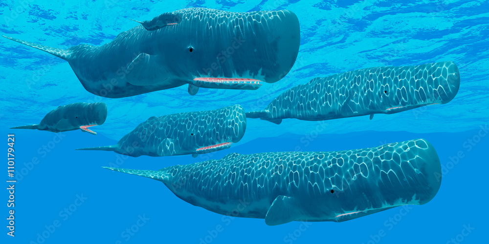 Fototapeta premium Ocean Sperm Whales - A pod of sperm whales swim together resting in between making deep dives for squid prey.