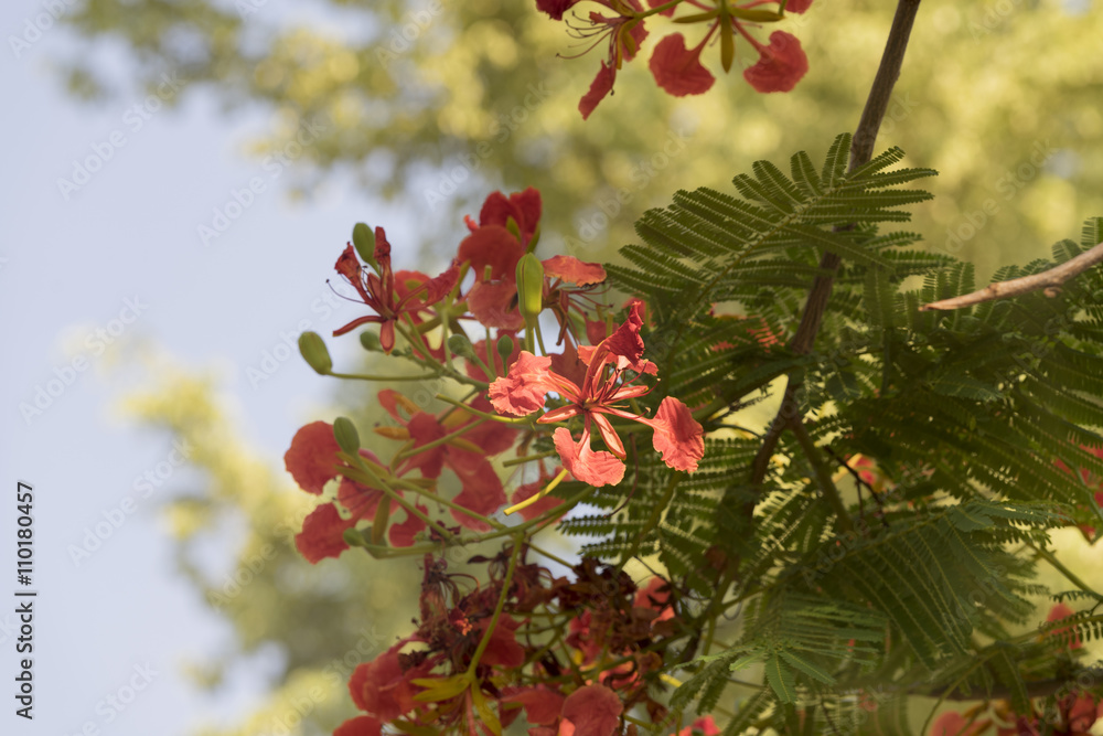blooming peacock flower of flame tree blooming peacock flower of flame tree