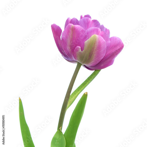 Purple tulip isolated on white background