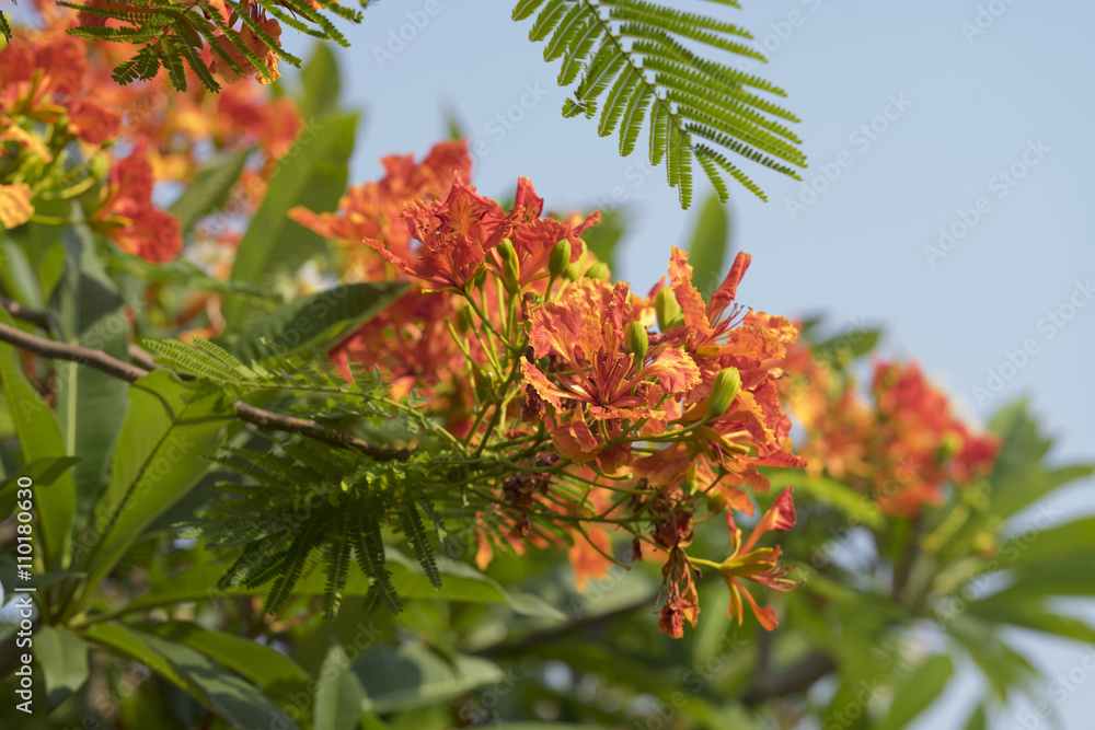 blooming peacock flower of flame tree blooming peacock flower of flame tree