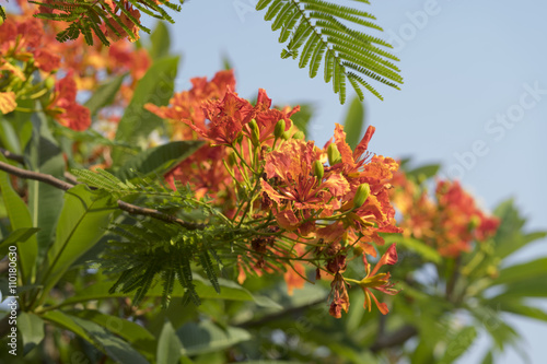 blooming peacock flower of flame tree