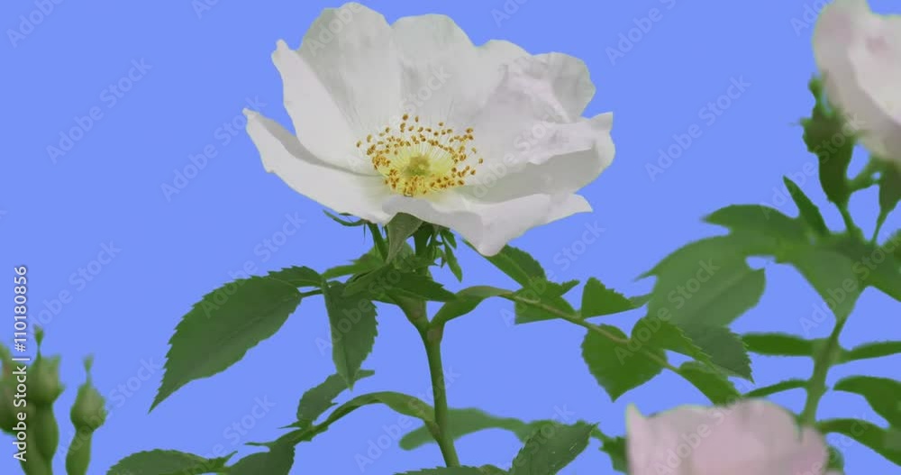 Fluttering White Flower of Blooming Rose Bush Yellow Stamens in a