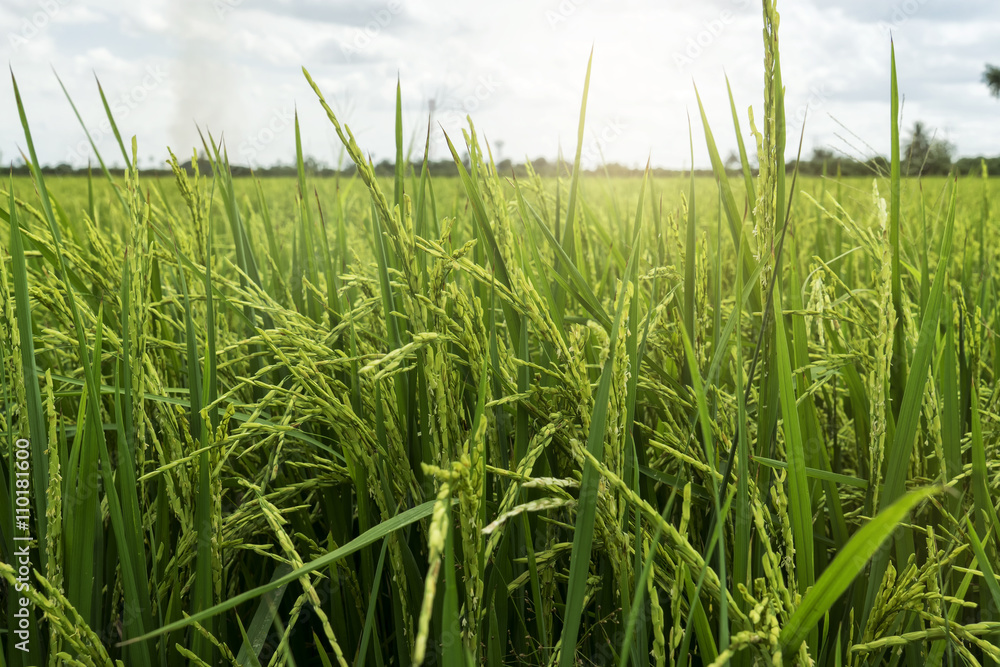 Fototapeta premium rice field on sun light and motion by wind - can use to display or montage product