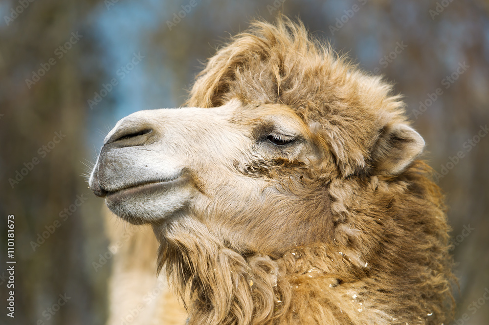 Fototapeta premium Muzzle of a two-humped camel.