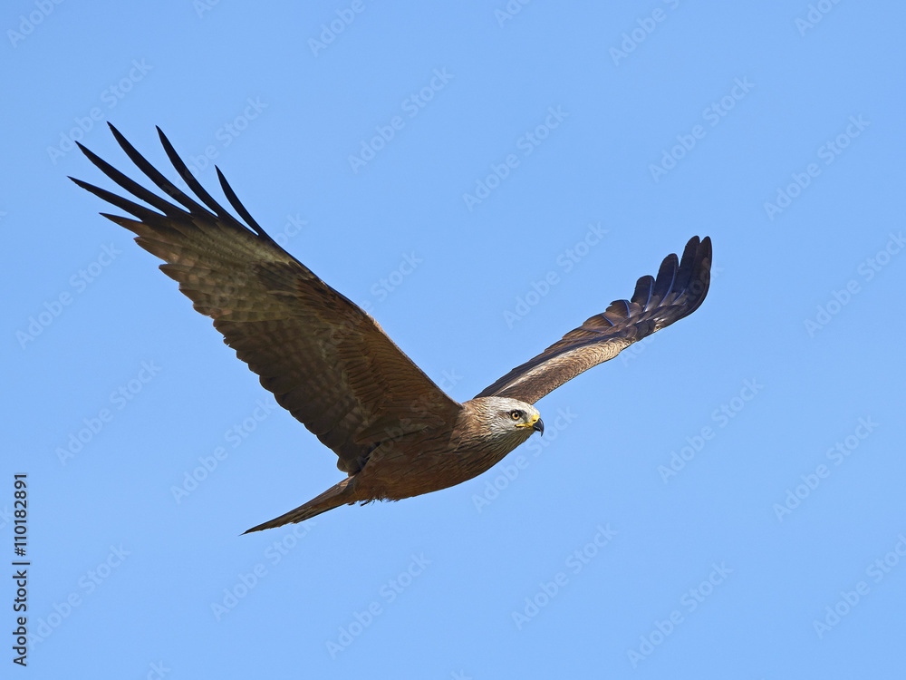Obraz premium Black kite (Milvus migrans)