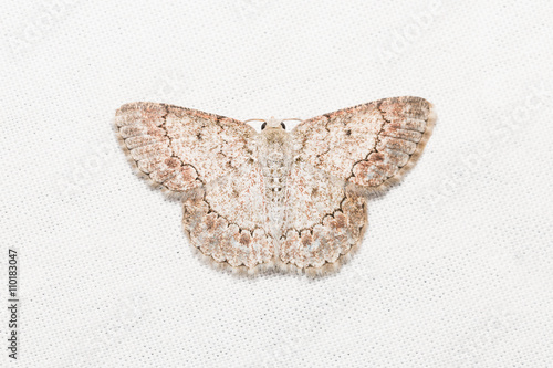 Geometrid moth on white screen