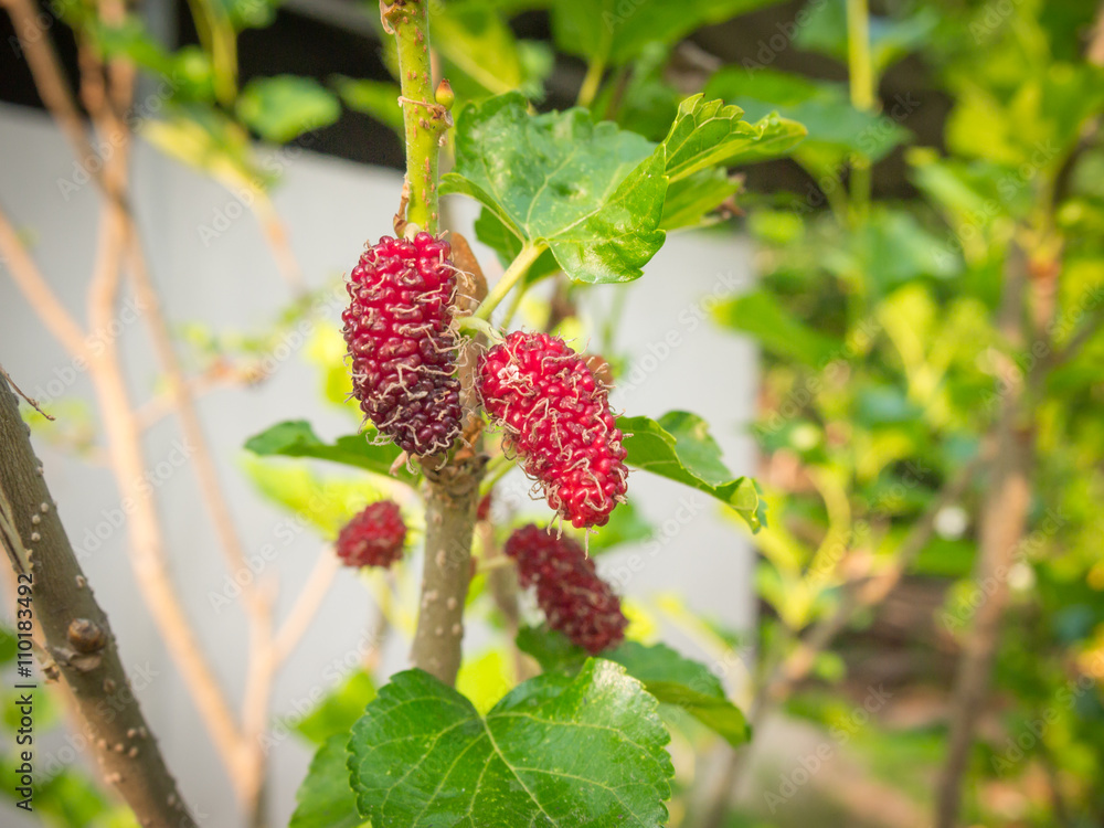 Mulberry fruit on tree, Berry in nature, selective focus. Mulberry fruit on tree, Berry in nature, selective focus.