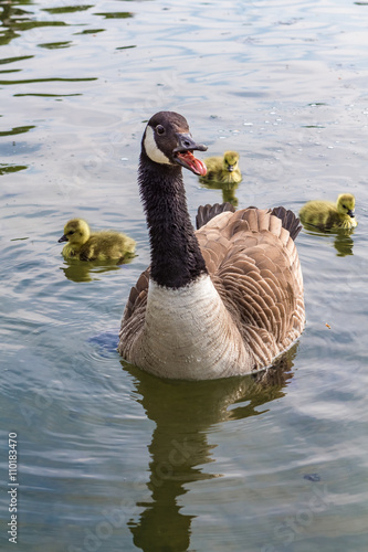 Hissing goose and her goslings float on a lake in St Albans
