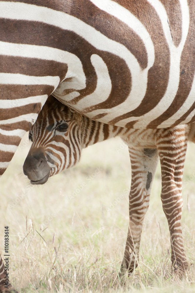 Fototapeta premium Zebra Foal and Mother