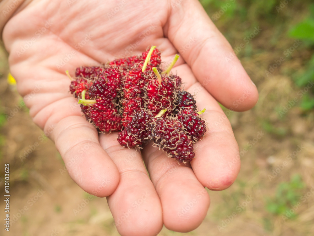 Mulberry fruit on hand, Berry in nature Mulberry fruit on hand, Berry in nature