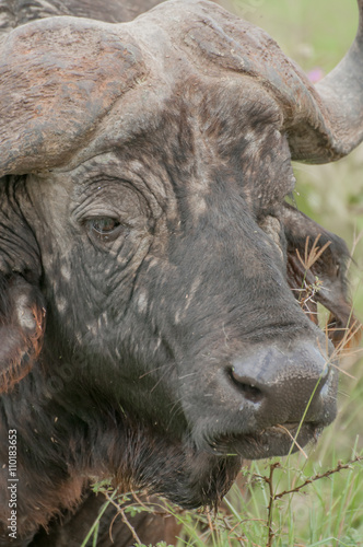 Up Close Portrait of a Buffalo © jfjacobsz