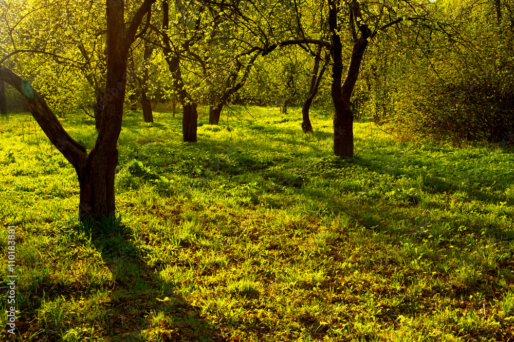 Apple trees garden or forest in colorful vivid spring park full of green grass in mystery sunset sun rays
