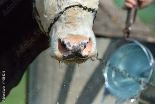 Cow with metal chain on his nose waiting to drink water at the f