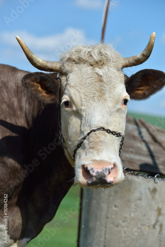 Head of a cow with metal chain on his nose, preparing to drink w