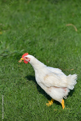 Picture of a white feathers chicken standing in a green grass. L © axentevlad