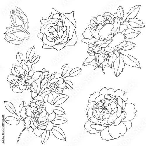 Set of graphical roses, ornament, pattern. Vector.