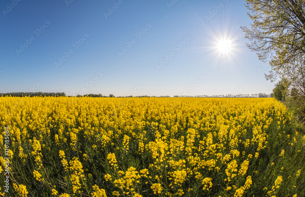 Obraz premium Eine typische, deutsche Landschaft mit blühenden Rapsfeldern