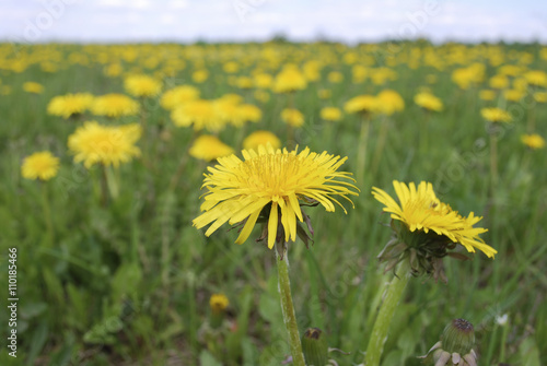 Yellow dandelions are blooming on the field. Springtime.