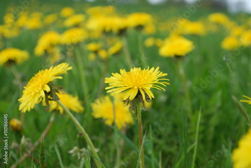 Yellow dandelions are blooming on the field. Springtime.