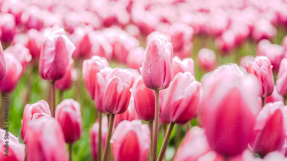 Tulips fields in Holland