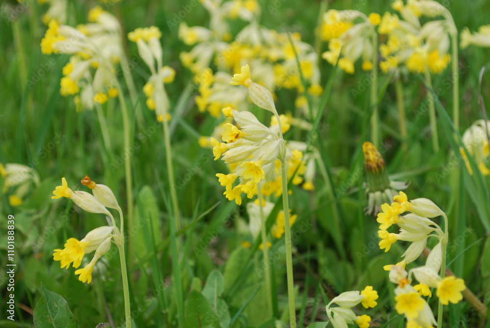Fototapeta premium Cowslip (Primula veris) is a herbaceous perennial flowering plant in the primrose family Primulaceae. The species is native throughout most of temperate Europe and Asia.