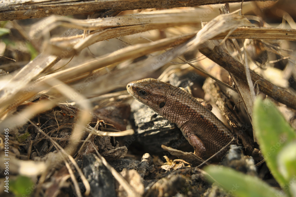 Obraz premium Ящерица выглядывает из норы