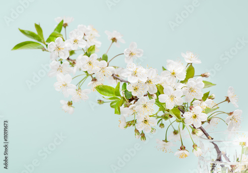 White cherry flowers © Rozmarina